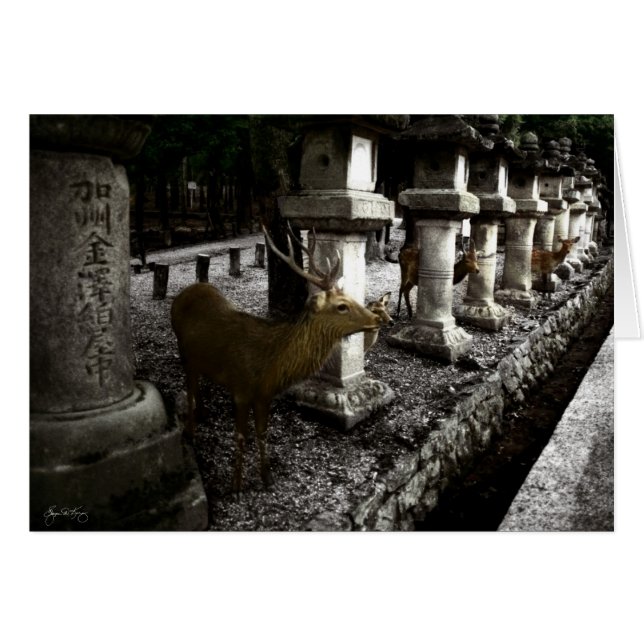 Helig Hjort i Nara Japan Hälsningskort (Framsidan Horizontal)