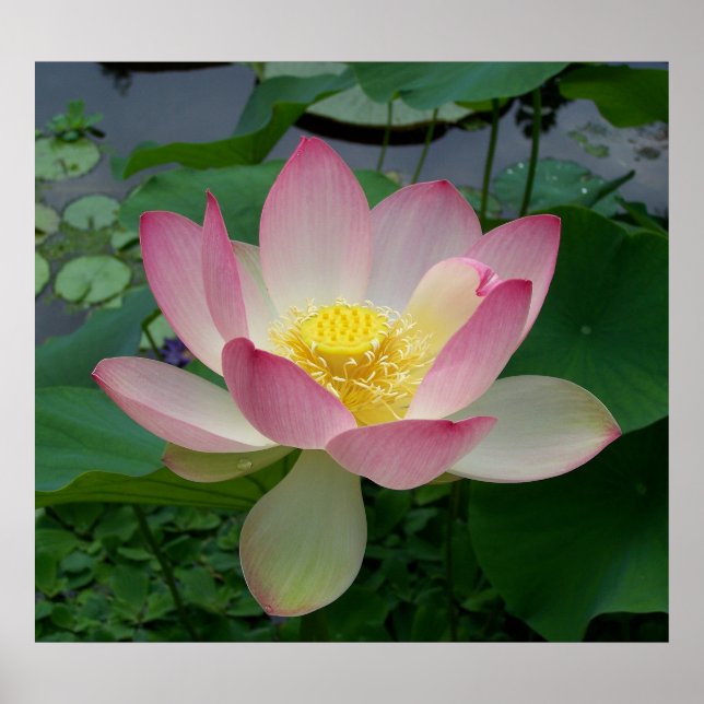 Helig Lotus Flower Nelumbo Nucifera Poster (Framsidan)