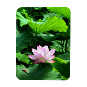 Helig Lotus: Japan Magnet