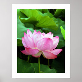 Helig Lotus: Japan Poster