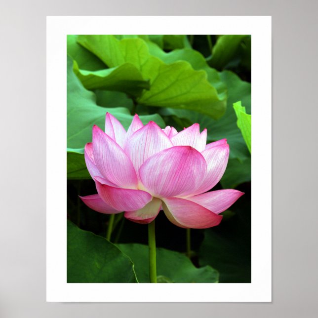 Helig Lotus: Japan Poster (Framsidan)