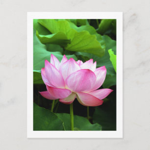 Helig Lotus: Japan Vykort