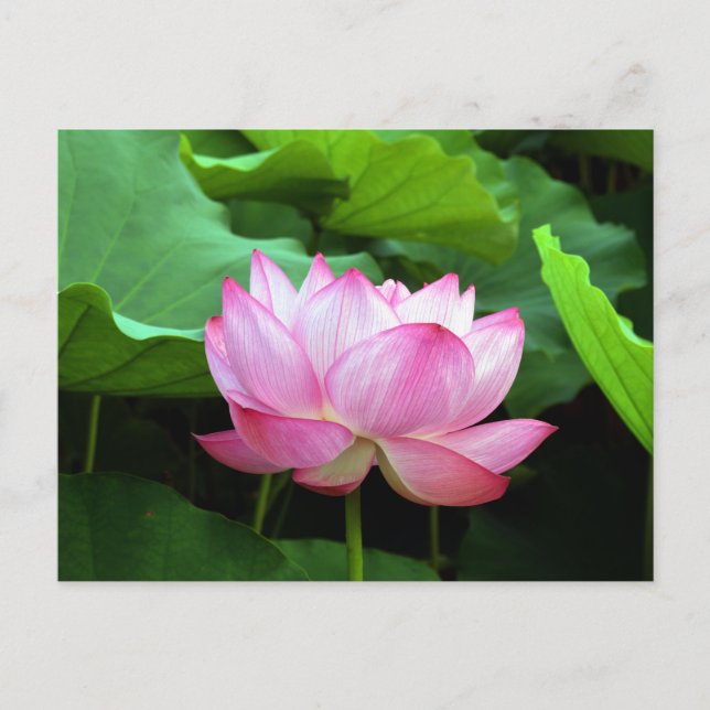 Helig Lotus: Japan Vykort (Framsida)