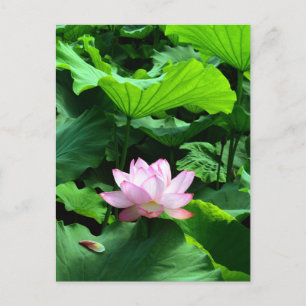 Helig Lotus: Japan Vykort