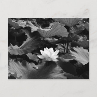 Helig Lotus: Japan Vykort