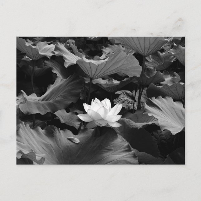 Helig Lotus: Japan Vykort (Framsida)