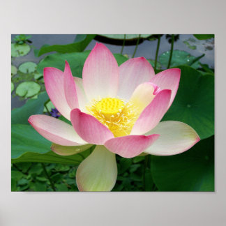 ’Helig Lotus’ Poster