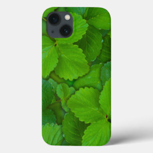 Heliga Basil Tulsi Grönt Mint Löv