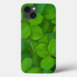 Heliga Basil Tulsi Grönt Mint Löv