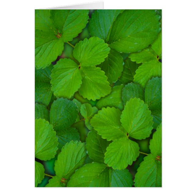 Heliga Basil Tulsi Grönt Mint Löv Hälsningskort (Framsidan)