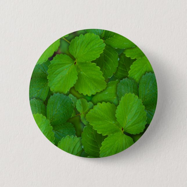 Heliga Basil Tulsi Grönt Mint Löv Knapp (Framsida)