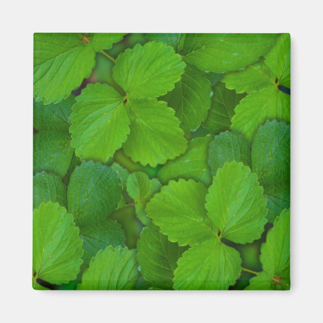 Heliga Basil Tulsi Grönt Mint Löv Magnet (Framsidan)