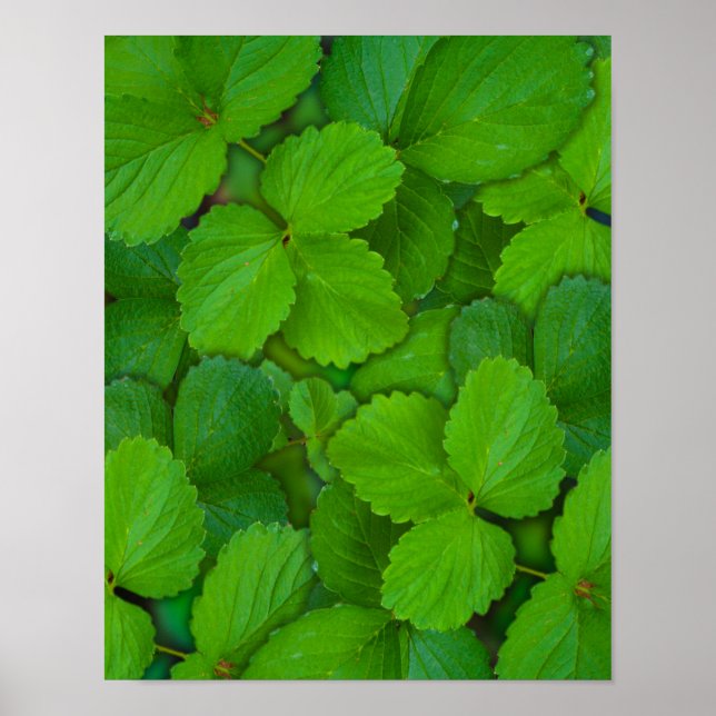 Heliga Basil Tulsi Grönt Mint Löv Poster (Framsidan)