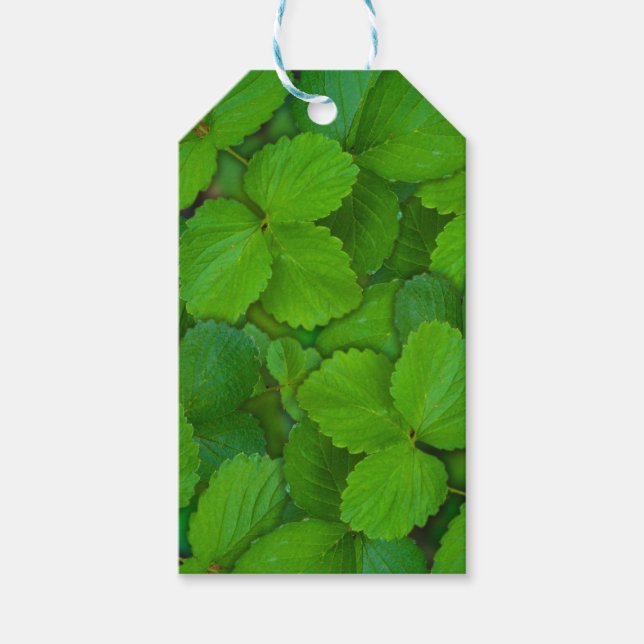 Heliga Basil Tulsi Grönt Mint Löv Presentetikett (Framsidan)