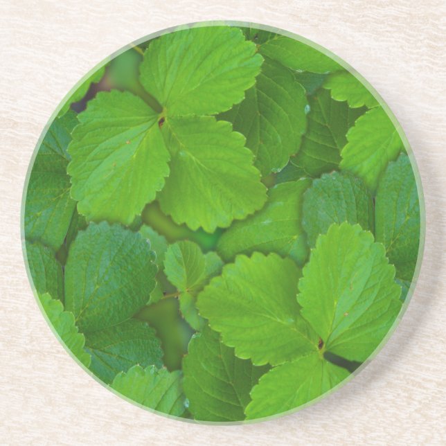 Heliga Basil Tulsi Grönt Mint Löv Underlägg Sandsten (Framsidan)