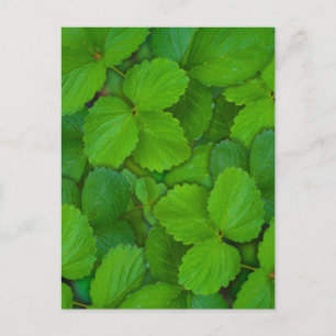 Heliga Basil Tulsi Grönt Mint Löv Vykort