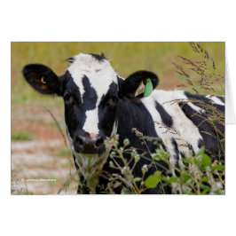 Heliga Cow! Det är en Holstein Friesian! Hälsningskort