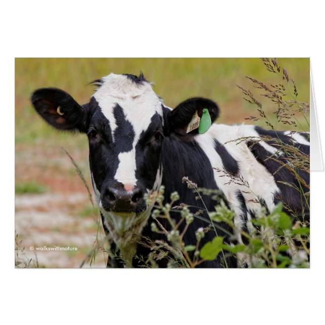 Heliga Cow! Det är en Holstein Friesian! Hälsningskort (Framsidan Horizontal)