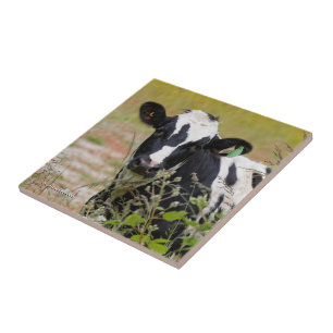 Heliga Cow! Det är en Holstein Friesian! Kakelplatta