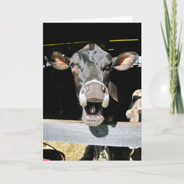 Heliga Cow Kort (Framsida)