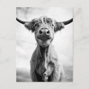 Heliga Cow Mesotint Stil Art-fotografi Vykort
