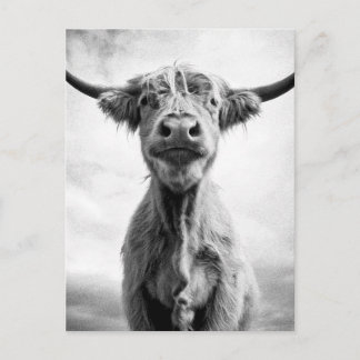 Heliga Cow Mesotint Stil Art-fotografi Vykort