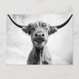 Heliga Cow Mesotint Stil Art Photography L. Vykort