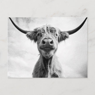 Heliga Cow Mesotint Stil Art Photography L. Vykort