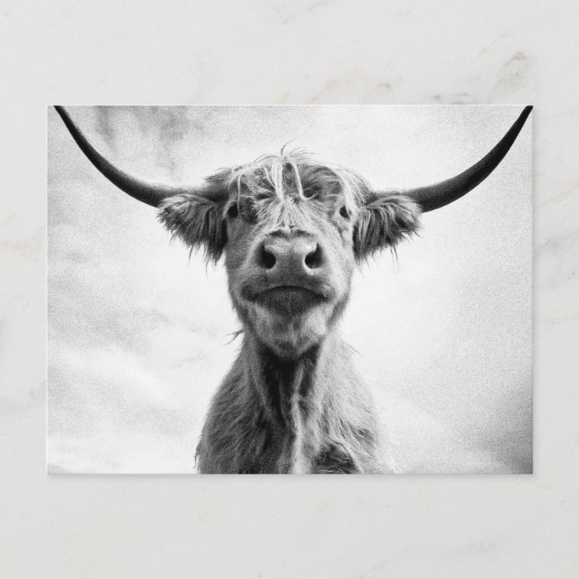 Heliga Cow Mesotint Stil Art Photography L. Vykort (Framsida)