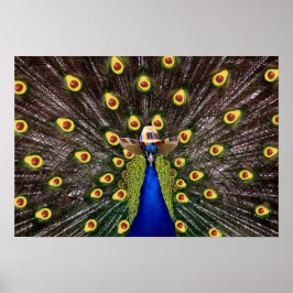 Heliga Guacamole Peacock Poster
