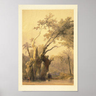 Heligan träd, Metereah Poster