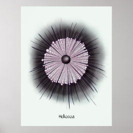 Heliozoa Microbiology Digital Art Poster