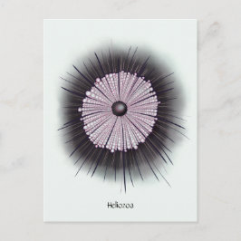Heliozoa Microbiology Geek Digital Art Vykort