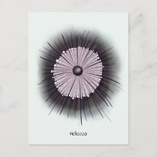 Heliozoa Microbiology Geek Digital Art Vykort