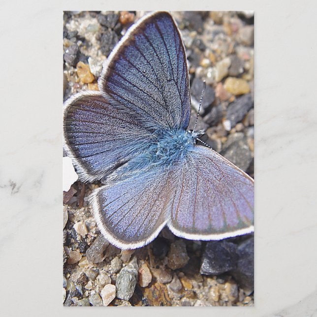 Hellblauer Schmetterling Brevpapper (Framsida)