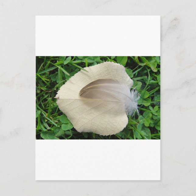 Hellbraune Feder auf hellbeigem Blatt Vykort (Framsida)