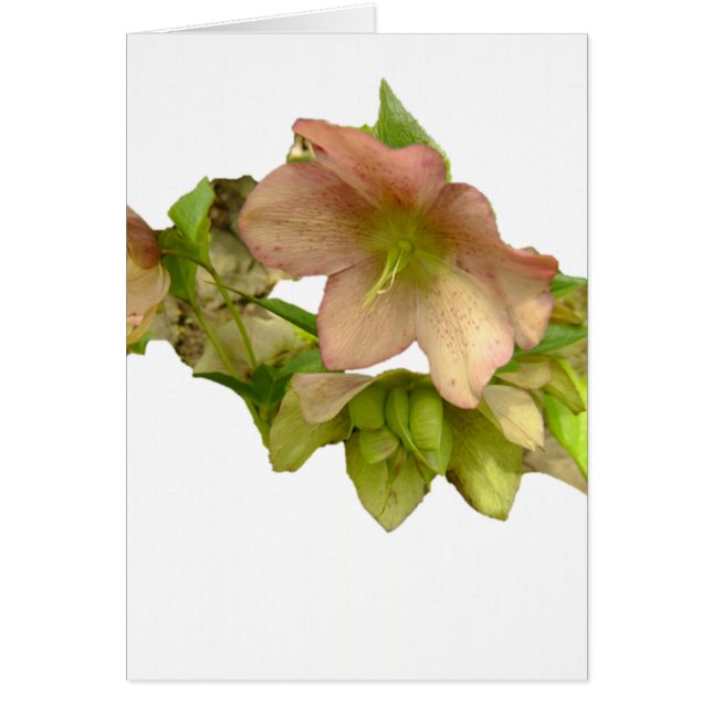 Hellebore 1 hälsningskort (Framsidan)