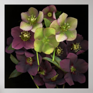 Hellebore Botaniskt Fint Konsttryck Affisch