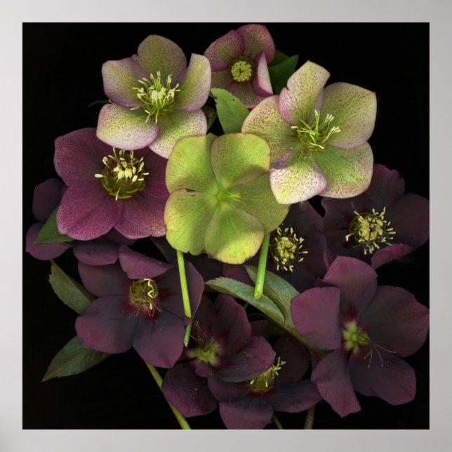 Hellebore Botaniskt Fint Konsttryck Affisch (Framsidan)