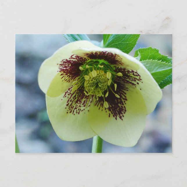 Hellebore Flower vycard Vykort (Framsida)