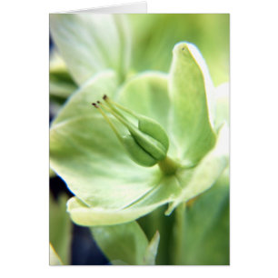 Hellebore (grönt) hälsningskort