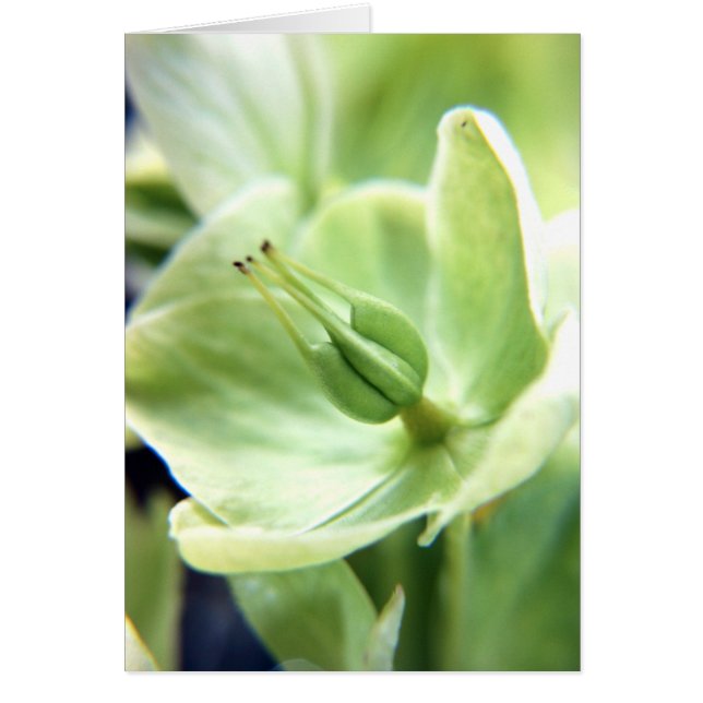 Hellebore (grönt) hälsningskort (Framsidan)