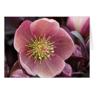 Hellebore Hälsningskort
