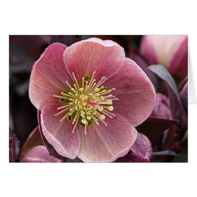 Hellebore Hälsningskort (Framsidan Horizontal)