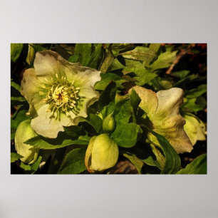 Hellebore Lenten Ro Poster