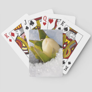 Hellebore som växer genom snö. casinokort
