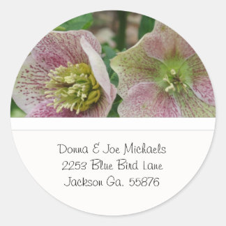 Hellebores Flowers Adress Stickers Runt Klistermärke