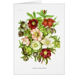 Hellebores Hälsningskort