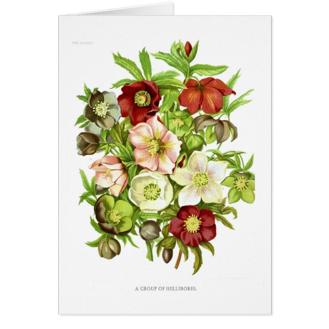 Hellebores Hälsningskort (Framsidan)