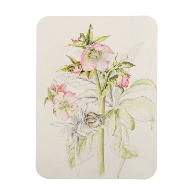 Hellebores Magnet (Vertikal)